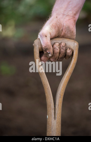 Gardeners muddy hand holding a garden fork handle Stock Photo