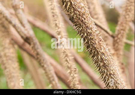 Detail of masses of small prickly sharp thorns and spines on stems of wild roses like a file rasp, Rosa rugosa, painful like sharp needles Stock Photo