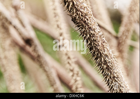 Detail of masses of small prickly sharp thorns and spines on stems of wild roses like a file rasp, Rosa rugosa, painful like sharp needles Stock Photo