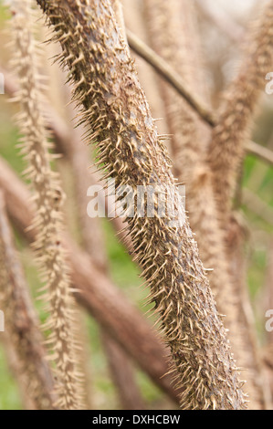 Detail of masses of small prickly sharp thorns and spines on stems of wild roses like a file rasp, Rosa rugosa, painful like sharp needles Stock Photo