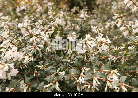 Flowering Osmanthus delavayi shrub with lots of dense leaves and flowers Stock Photo