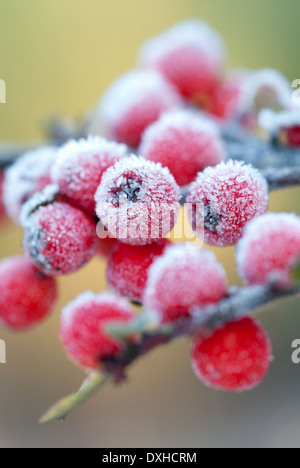 Close up of frosty red Cotoneaster horizontalis, Herringbone Cotoneaster berries. Stock Photo