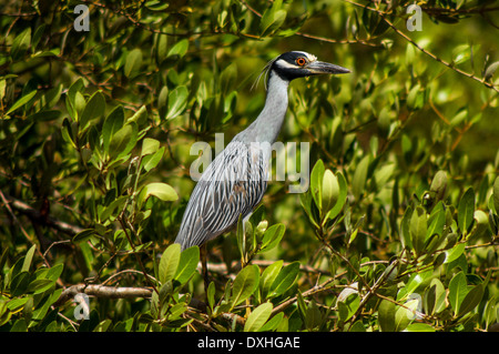 A yellow crowned night heron in a grove of trees. Stock Photo