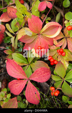 berries & autumn colours in Kluane National Park, Yukon Territories, Canada Stock Photo