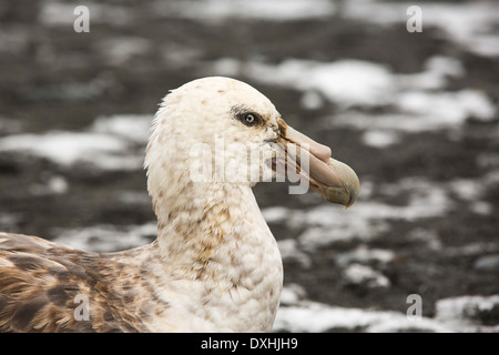 A Southern Giant Petrel, Macronectes giganteus, on the beach at Gold Harbour, South Georgia, Southern Ocean.