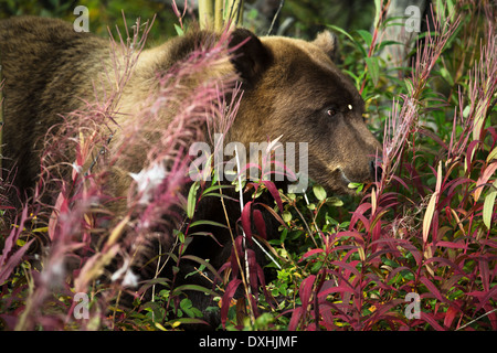 a juvenile Grizzly Bear, Kluane National Park, Yukon Territories, Canada Stock Photo