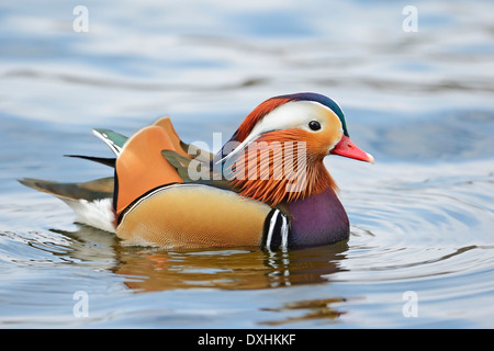 Mandarin duck (Aix galericulata), drake, Berlin, Germany, Europe Stock Photo