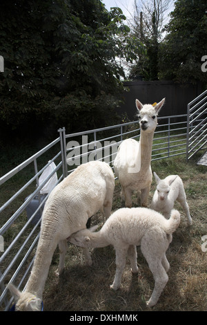 White baby llamas and mothers on display at summer fete in England, UK Stock Photo