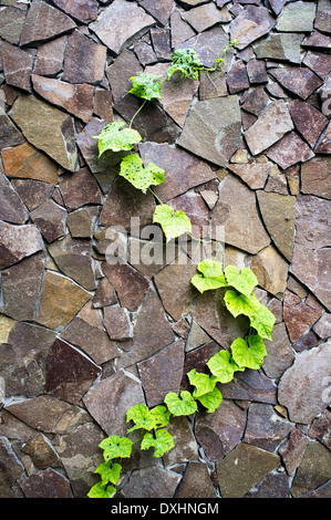 massive wall of cut stone on which the green ivy grows Stock Photo