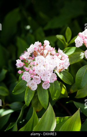 Kalmia latifolia, mountain laurel or Calico Bush, are evergreen shrubs which flower in spring or summer with pink/white flowers. Stock Photo