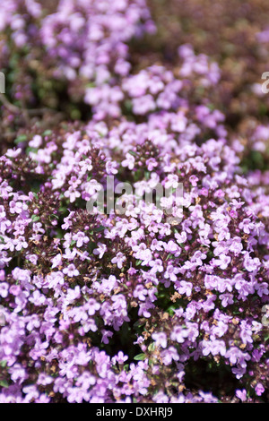 Flowering Caraway-Scented Thyme, Thymus herba barona, on a sunny day. Stock Photo