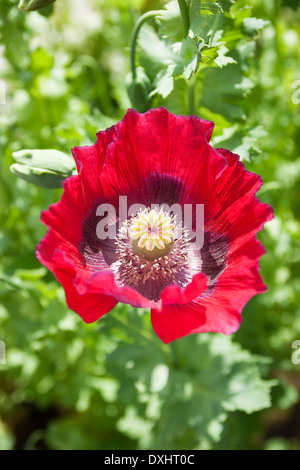Red Oriental Poppy, Papaver orientale, showing paper thin petals in the sunshine. Stock Photo