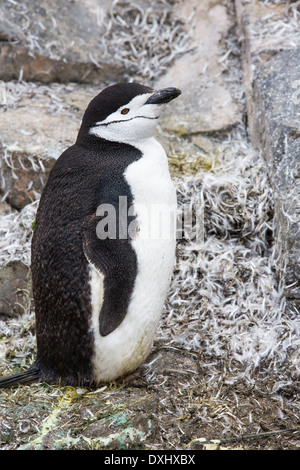 A Chinstrap Penguin, Pygoscelis antarctica, at Hannah Point on Livingston Island in the South Shetland Islands, Antarctic Stock Photo