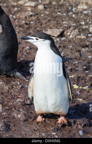 Chinstrap Penguins, Pygoscelis antarctica, at Hannah Point on Livingston Island in the South Shetland Islands, Antarctic Stock Photo