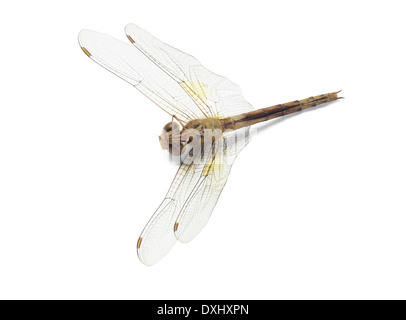 Dead Dragonfly Lying On White Background Stock Photo