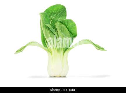 Chinese Cabbage Standing On White Background Stock Photo