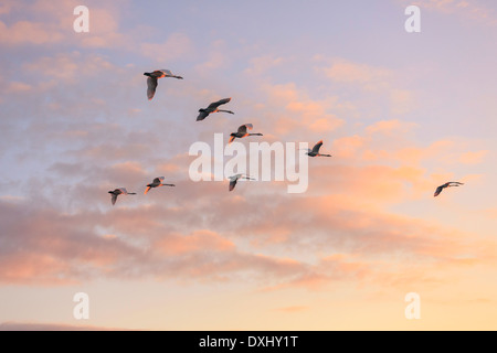 Swans flying in v-formation during sunrise. Stock Photo