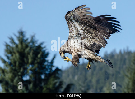 Juneau Alaska Juvenile Bald Eagle eating fish from talon in air Stock Photo