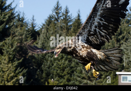 Juneau Alaska Juvenile Bald Eagle Flying with fish in mouth Stock Photo