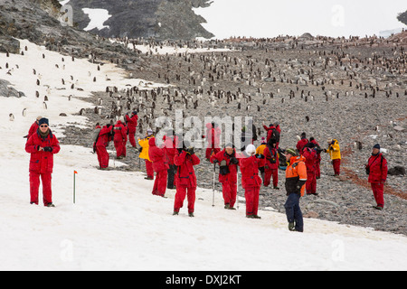 Gentoo Penguins, Pygoscelis papua, on Curverville Island, Antarctic Peninsular, with members of an expedition cruise ship. Stock Photo