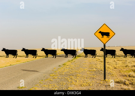Cows crossing road behind cow crossing sign Stock Photo