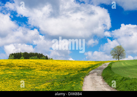 Path through rural field with dandelions Stock Photo