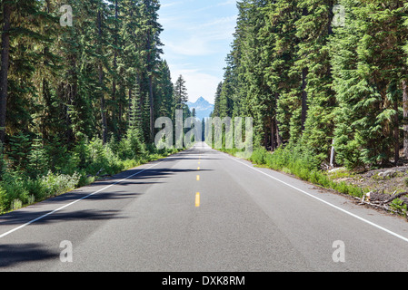 Evergreen trees lining open road Stock Photo