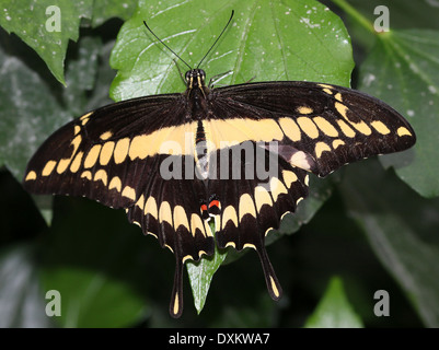 Giant Swallowtail Or Orange Dog Butterfly Caterpillar Papilio ...