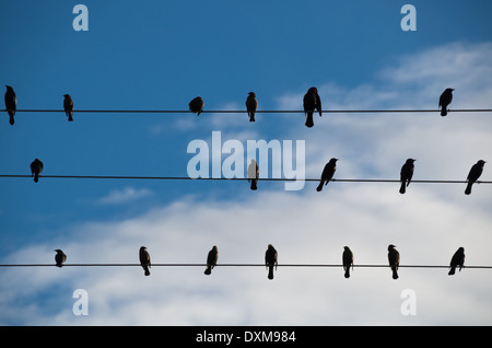 Image of birds sitting on wires with the sky as background. Stock Photo