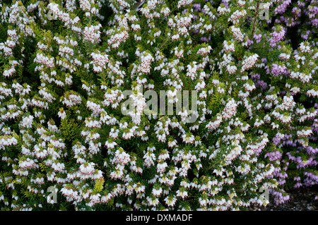 Erica (Ericas) Heathers flowering in winter & spring time Stock Photo