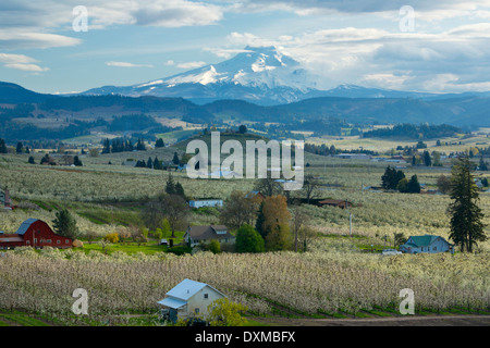 Pear, Apple, Cherry, and other fruit orchards of the Hood River valley with Mount Hood towering above. Oregon in the spring. USA Stock Photo
