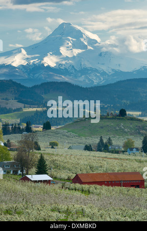 Pear, Apple, Cherry, and other fruit orchards of the Hood River valley with Mount Hood towering above. Oregon in the spring. USA Stock Photo