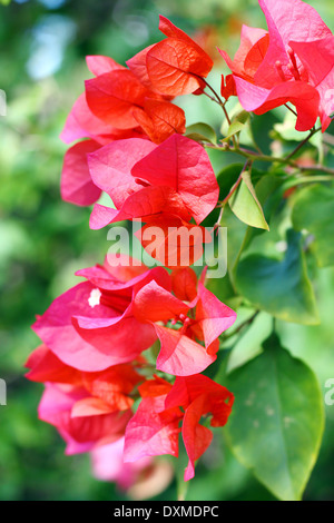 bright pink azalea flowers hang in front of a background of green palm trees and tropical shrubs. Stock Photo