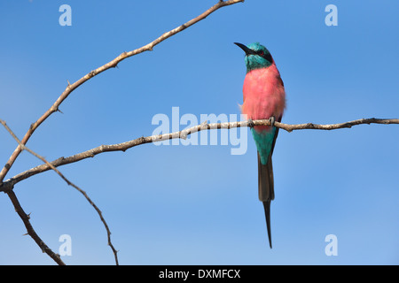 Northern Carmine Bee-eater (Merops nubicus) perched in a tree Lake Baringo - Kenya - East Africa Stock Photo