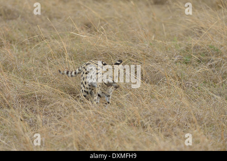 Serval (Leptailurus serval - Felis serval) having caught a prey (rodent) Masai Mara - Kenya - East Africa Stock Photo