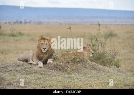 African Lion pair after mating Stock Photo - Alamy