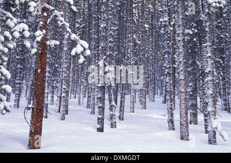 Tree trunks covered in snow, trail to Eccles Pass, Colorado USA Stock Photo