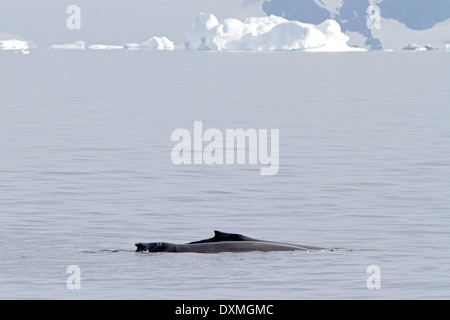 Antarctica whales, Humpback whales Antarctic, Megaptera novaeangliae. Whale dorsal fin.