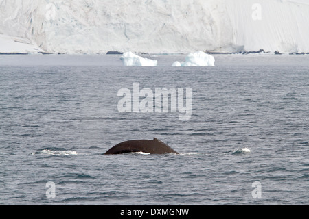 Antarctica whales, Humpback whales Antarctic, Megaptera novaeangliae. Whale dorsal fin.