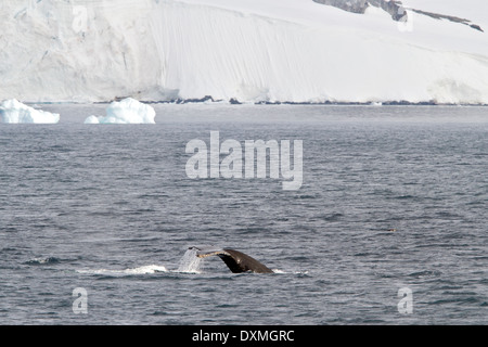 Antarctica whales, Humpback whales Antarctic, Megaptera novaeangliae. Whale flukes with iceberg.