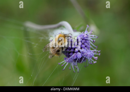 Bumblebee on a blue flower in a Cumbrian meadow