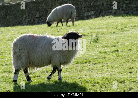 Blackface sheep in a sunny Cumbrian field Stock Photo
