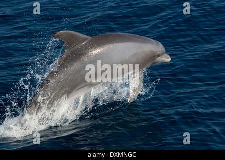 Bottlenose dolphin, (Tursiops truncatus), leaps from the water while swimming. Stock Photo