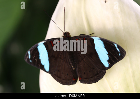 Blue-banded Nymph (Nessaea Aglaura) a.k.a. Common Olivewing, Northern Nessaea or Aglaura Olivewing Stock Photo