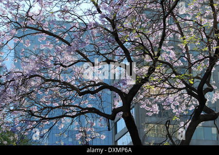 Jacaranda tree in Paseo de la Reforma, center of Mexico City with high rise offices behind, DF, Mexico Stock Photo