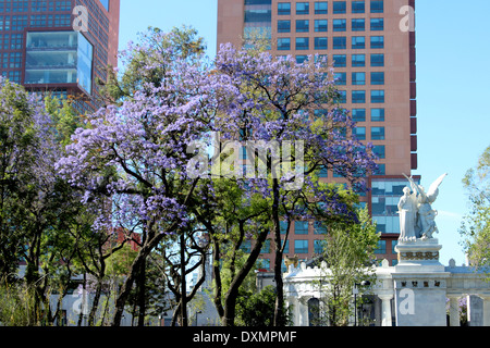 Jacaranda tree in the Alameda Park with two modern buildings behind, Mexico City, Mexico Stock Photo