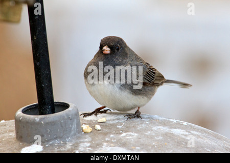 Dark-eyed junco (Junco hyemalis) eating seeds on a bird feeder. Stock Photo