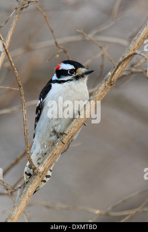 Adult male downy woodpecker (Picoides pubescens) on tree branch. Stock Photo
