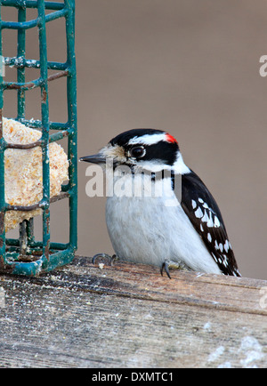Adult male downy woodpecker (Picoides pubescens) at suet bird feeder. Stock Photo