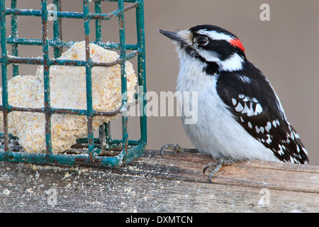 Adult male downy woodpecker (Picoides pubescens) at suet bird feeder. Stock Photo